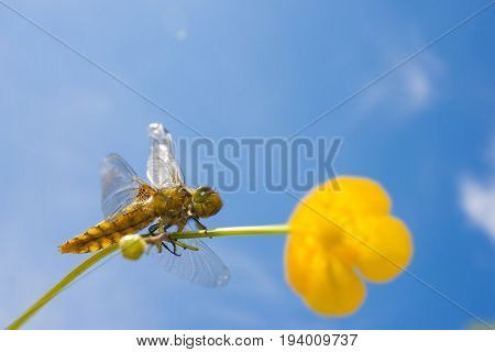 Libellula depressa (female) - dragonfly (Broad-bodied chaser) sitting on a flower