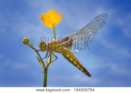 Libellula depressa (female) - dragonfly (Broad-bodied chaser) sitting on a flower