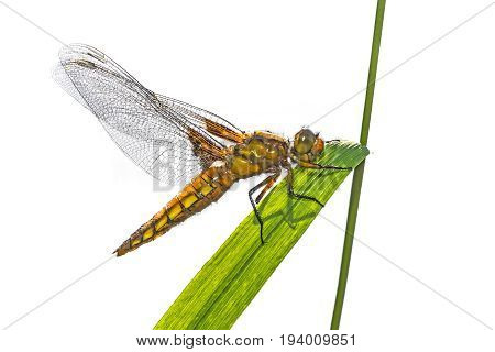 Libellula depressa (female) - dragonfly (Broad-bodied chaser) sitting on a grass