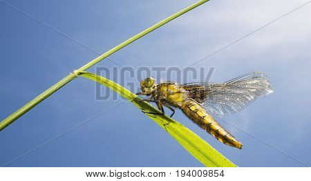 Libellula depressa (female) - dragonfly (Broad-bodied chaser) sitting on a grass