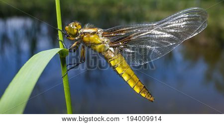 Libellula depressa (female) - dragonfly (Broad-bodied chaser) sitting on a grass