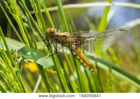 Libellula depressa (female) - dragonfly (Broad-bodied chaser) sitting on a grass