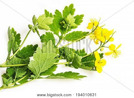 Greater celandine  - Chelidonium majus - herb