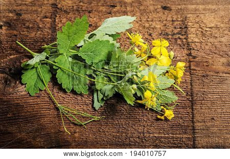 Greater celandine  - Chelidonium majus - herb
