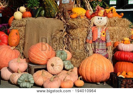 A pumpkin display at the market with different shapes and sizes and a raggedy Ann doll looking on.