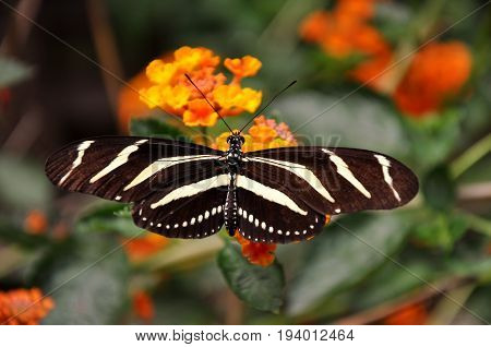 A Zebra butterfly lands on a flower in the gardens for some nectar.