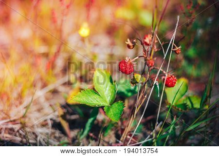 red and unripe wild strawberry on bush