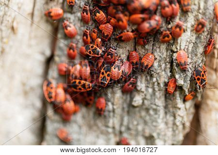 An accumulation of firebugs (Pyrrhocoris apterus) on wood.