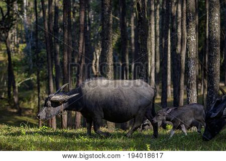 flock of buffalo family in pine wood