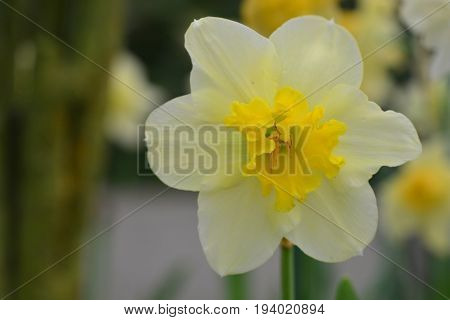 Daffodils the flowers symbolizing friendship are some of the most popular flowers exclusively due to their unmatched beauty.