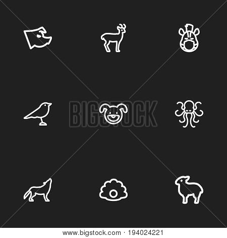 Set Of 9 Editable Animal Icons. Includes Symbols Such As Horse, Poulpe, Deer And More. Can Be Used For Web, Mobile, UI And Infographic Design.