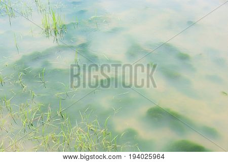 Green algae under the Turbid water background in field