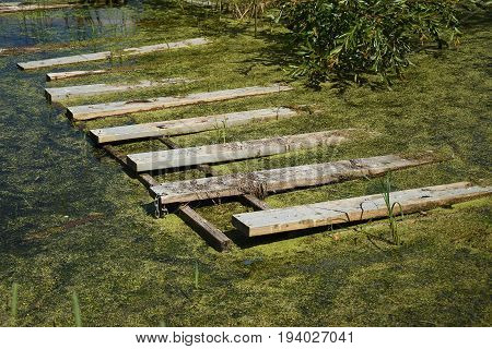 An image of a green marshy swamp with wooden debris.