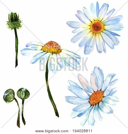Wildflower daisy flower in a watercolor style isolated. Full name of the plant: daisy. Aquarelle wild flower for background, texture, wrapper pattern, frame or border.