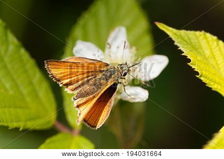 A large skipper butterfly (Ochlodes sylvanus) on a flower.
