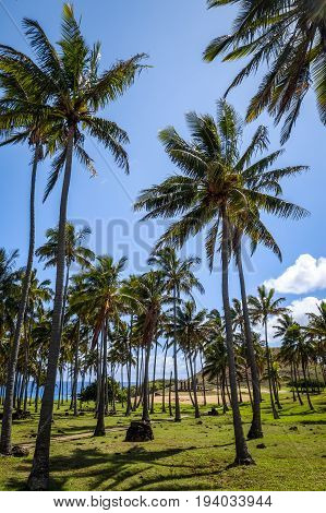 Anakena Palm Beach And Moais Statues Site Ahu Nao Nao, Easter Island