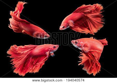 Red Siamese Fighting Fish, Betta Splendens Isolated