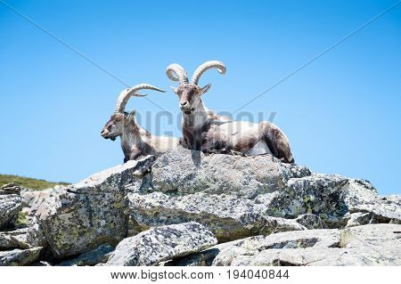 goat resting on the top of the mountain
