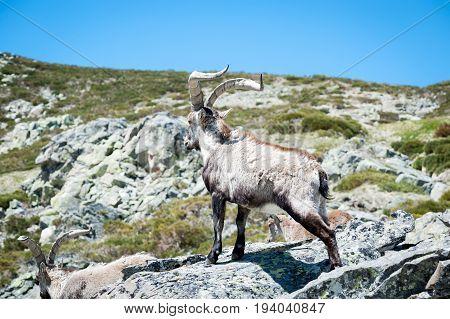 goat resting on the top of the mountain
