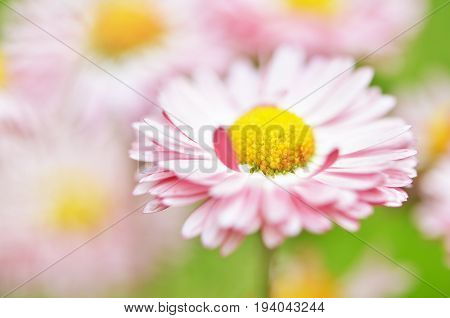 Pink bellis perennis daisy flowers in garden. Soft focus.