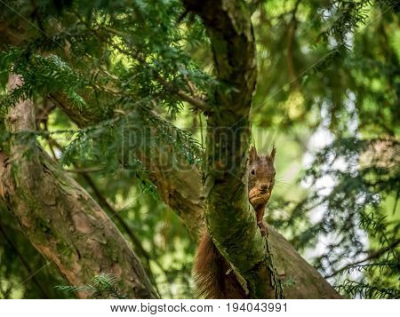 Squirrel with Nut on a branch in the crown of a tree looking down into the camera