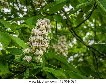 Pretty white blossom in a tree within the local park