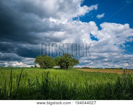 Stormy clouds are gathering above a breathtaking natural tree alley