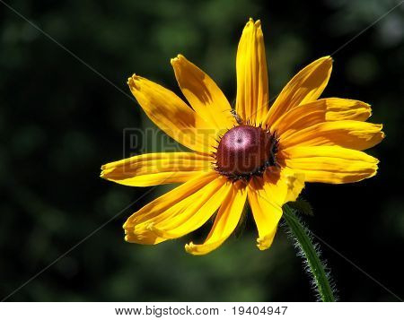 Rudbeckia