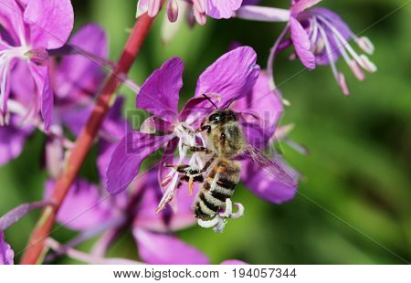 plant willow herb Chamerion angustifolium are blooming And the bee pollinates the flower