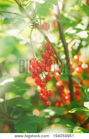 redcurrant collection. collects ripe red currant berries