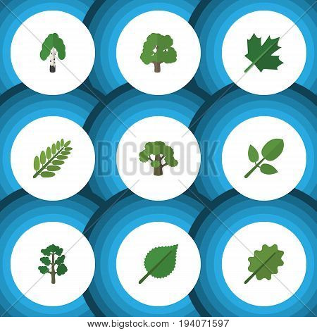 Flat Icon Bio Set Of Linden, Oaken, Leaves And Other Vector Objects. Also Includes Acacia, Hickory, Leaves Elements.