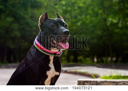 portrait Black and white American pit bull terrier sits and smiles with tongue in the park.