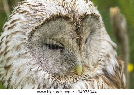 Gray or Common Owl. Closeup portrait of a tawny owl Strix aluco in the woods. Stocky, medium-sized owl commonly found in woodlands across much of Eurasia
