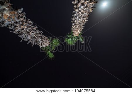 Tropic palm tree at night with moon light background