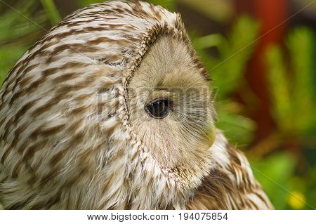 Gray or Common Owl. Closeup portrait of a tawny owl Strix aluco in the woods. Stocky, medium-sized owl commonly found in woodlands across much of Eurasia