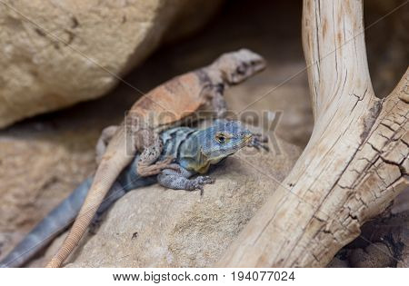 Two Colorful Lizards