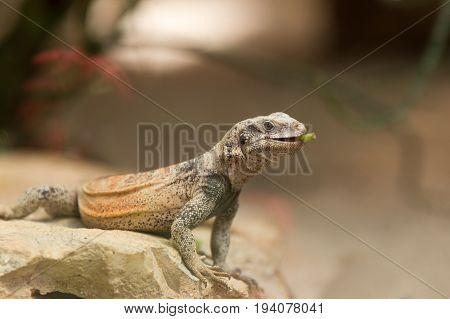 Chuckwalla Lizard On Rock