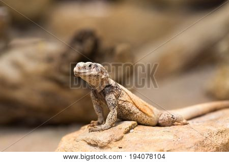 Chuckwalla Lizard On Rock