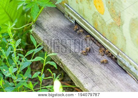 Dadan beehive with bees at the apiary in the garden.