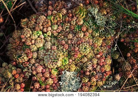 Succulent Stone Rose Grows Among Stones On A Mountain In Arkaim, Chelyabinsk Oblast