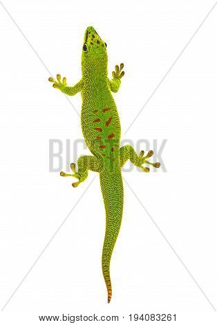 Phelsuma madagascariensis - gecko isolated on white