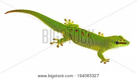 Phelsuma madagascariensis - gecko isolated on white