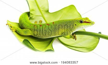 Phelsuma madagascariensis - gecko isolated on white