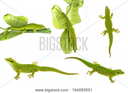 Phelsuma madagascariensis - gecko isolated on white