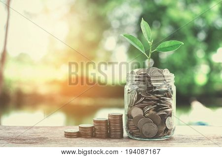 business concept money of glass and growht small tree