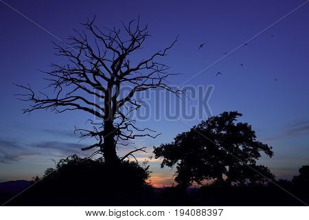 Summer evening forest, meadows and pastures landscape in Slovakia. Evening scenery in Gavurky. Dry tree silhouette.