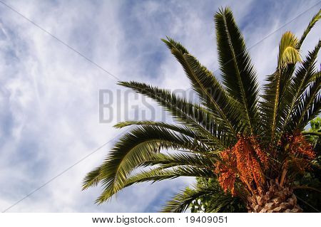 Palm-Daten