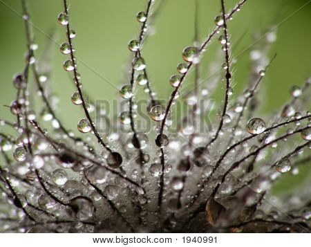 Nasse Clematis Samen