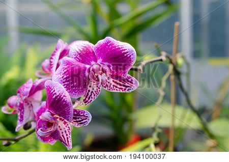 one lovely orchid from asia picture is taken in Gothenburg