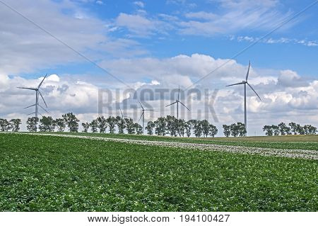 The photo shows a group of wind turbines. They stand among cultivated fields. In the foreground you can see the potato crop. In the distance, there are a number of deciduous trees. Propulsion power plants are moving. It is sunny day.